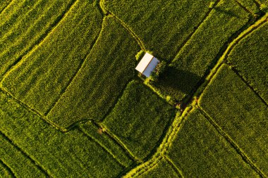 Endonezya 'nın Bali kentindeki Sidemen yakınlarındaki yeşil pirinç tarlalarının hava gündoğumu manzarası. Yüksek kalite fotoğraf