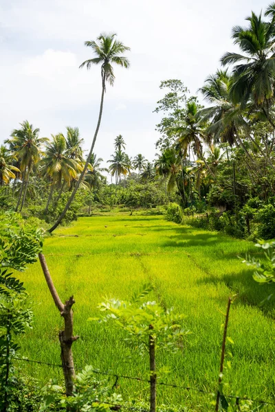 Green Lush Rice Fields Countryside Sri Lanka High Quality Photo — Stock Photo, Image