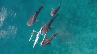 Okyanusta yüzen balina köpekbalığının hava aracı görüntüleri Oslob, Cebu, Filipinler. Yüksek kaliteli FullHD görüntüler