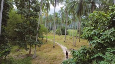 Ormanda Ko Samui, Tayland 'dan geçen bir bisikletin tropik orman görüntüleri. Yüksek kaliteli FullHD görüntüler