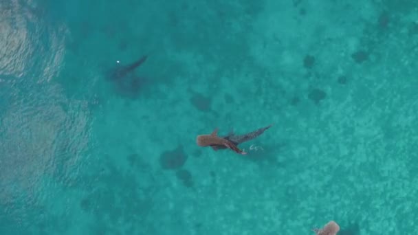 Aerial Drone Footage Whale Shark Swimming Ocean Oslob Cebu Philippines — Video Stock