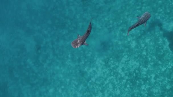 Rekaman Drone Udara Dari Hiu Paus Berenang Laut Oslob Cebu — Stok Video