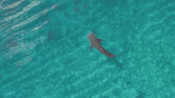 Αεροπλάνο Τον Καρχαρία Φάλαινας Κολυμπάει Στον Ωκεανό Oslob Cebu Φιλιππίνες — Αρχείο Βίντεο