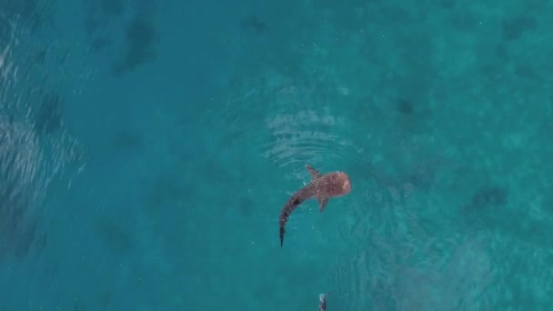 Imágenes Aéreas Drones Tiburón Ballena Nadando Océano Oslob Cebú Filipinas — Vídeo de stock