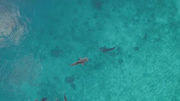 Légi Felvétel Cetcápa Úszásáról Oslob Ban Cebuban Fülöp Szigeteken Kiváló — Stock videók