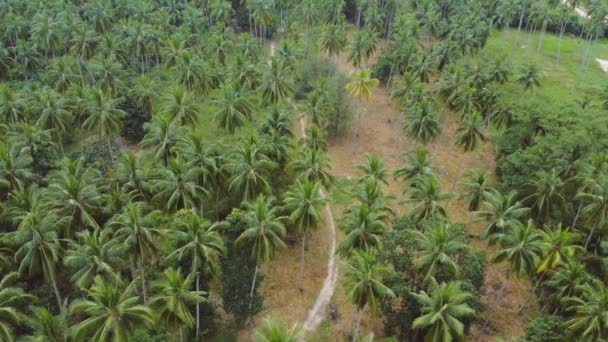 Tropische Jungle Beelden Van Een Fiets Die Door Het Bos — Stockvideo