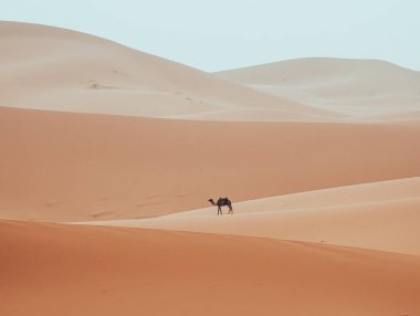 Minimalist dromedary, deve, Sahra Çölü Merzouga, Fas 'ta yürüyor. Yüksek kalite fotoğraf