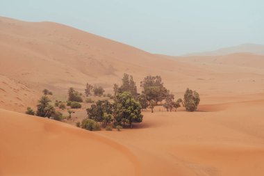 Sahra Çölü Merzouga, Fas 'ta ağaçlı kum tepeleri ve vaha. Yüksek kalite fotoğraf