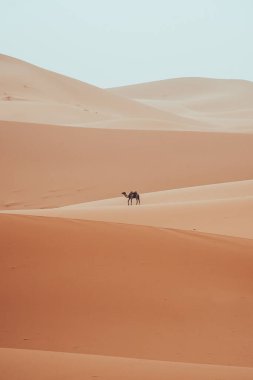 Minimalist dromedary, deve, Sahra Çölü Merzouga, Fas 'ta yürüyor. Yüksek kalite fotoğraf