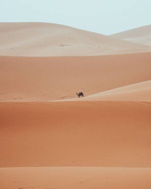 Minimalist dromedary, deve, Sahra Çölü Merzouga, Fas 'ta yürüyor. Yüksek kalite fotoğraf