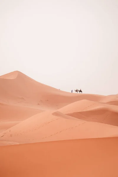 Kameltour Bei Sonnenaufgang Mit Touristen Der Sahara Wüste Merzouga Marokko — Stockfoto