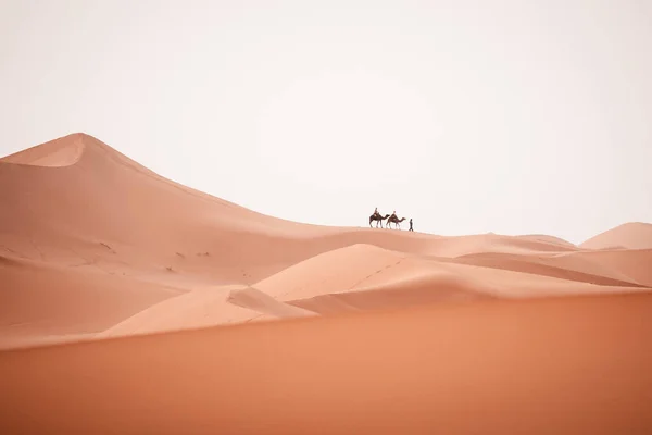 Camel Trek Durante Amanecer Con Los Turistas Desierto Del Sahara — Foto de Stock