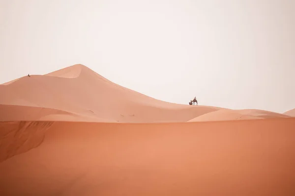 Güneş Doğarken Merzouga Fas Taki Sahara Çölü Nde Turistlerle Deve — Stok fotoğraf