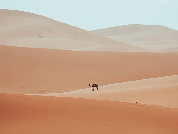 Minimalistische Dromedaris Kameel Wandelen Door Sahara Woestijn Merzouga Marokko Hoge — Stockfoto