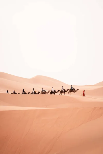 在日出时带着游客在摩洛哥Merzouga的撒哈拉沙漠中远足骆驼 高质量的照片 — 图库照片