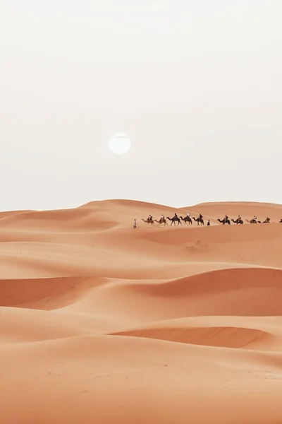 Perjalanan Unta Saat Matahari Terbit Dengan Wisatawan Gurun Sahara Merzouga — Stok Foto