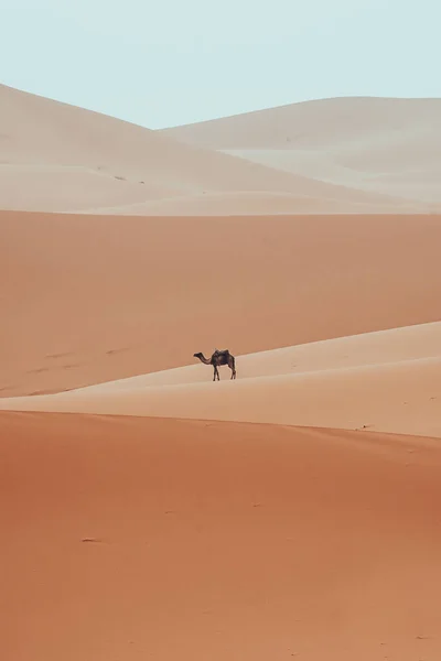 Minimalist Dromedary Deve Sahra Çölü Merzouga Fas Yürüyor Yüksek Kalite — Stok fotoğraf