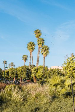 Güneşli bir günde Fas, Marakeş 'te bir parktaki palmiye ağaçları. Yüksek kalite fotoğraf