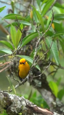 Tangara arthus, Salento, Kolombiya 'da tropik sarı kuş. Yüksek kaliteli FullHD görüntüler