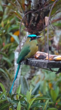 Motmot Momotus aequatorialis, Salento, Kolombiya 'da tropik yeşil kuş. Yüksek kalite 4k görüntü