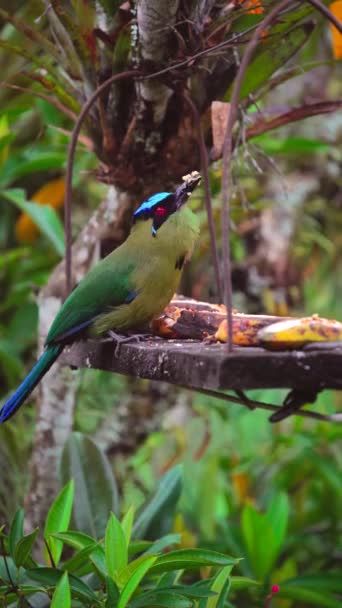 Motmot Momotus Aequatorialis Uccello Verde Tropicale Del Salento Colombia Filmati — Video Stock