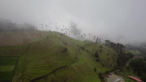 Υψηλότερα Φοινικόδεντρα Καρύδας Στο Salento Disney Village Στην Κολομβία Υψηλής — Αρχείο Βίντεο