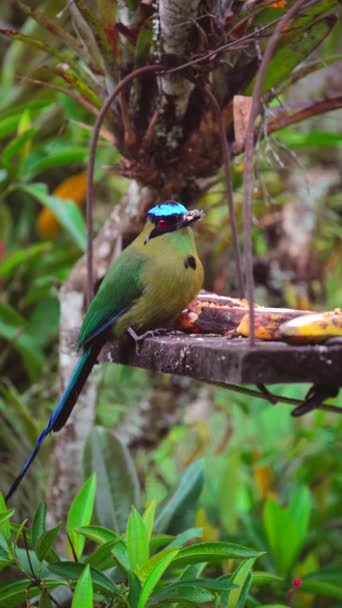 Motmot Momotus Aequatorialis Pássaro Verde Tropical Salento Colômbia Imagens Alta — Vídeo de Stock