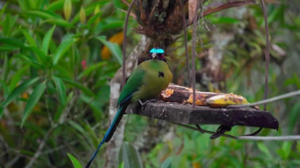 Motmot Momotus Aequatorialis Uccello Verde Tropicale Del Salento Colombia Filmati — Video Stock