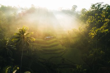 Ubud, Bali, Endonezya 'daki Tegallalang Rice tarlalarının insansız hava aracı görüntüsü. Yüksek kalite 4k görüntü
