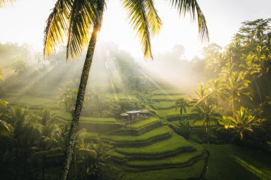 Ubud, Bali, Endonezya 'daki Tegallalang Rice tarlalarının insansız hava aracı görüntüsü. Yüksek kalite 4k görüntü