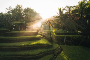Ubud, Bali, Endonezya 'daki Tegallalang Rice tarlalarının insansız hava aracı görüntüsü. Yüksek kalite 4k görüntü