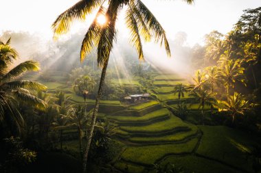 Ubud, Bali, Endonezya 'daki Tegallalang Rice tarlalarının insansız hava aracı görüntüsü. Yüksek kalite 4k görüntü