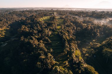 Ubud, Bali, Endonezya 'daki Tegallalang Rice tarlalarının insansız hava aracı görüntüsü. Yüksek kalite 4k görüntü