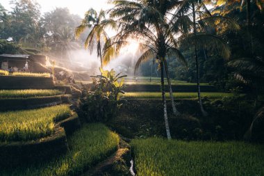 Ubud, Bali, Endonezya 'daki Tegallalang Rice tarlalarının insansız hava aracı görüntüsü. Yüksek kalite 4k görüntü