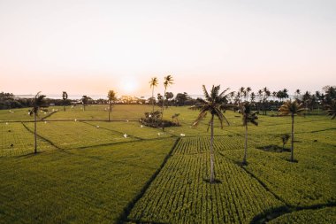 Kupang, Doğu Nusa Tenggara, Endonezya 'daki pirinç tarlalarının hava görüntüsü. Yüksek kalite fotoğraf