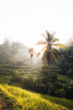 Ubud, Bali, Endonezya 'daki Tegallalang Rice tarlalarının sabah manzarası. Yüksek kalite fotoğraf