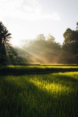 Ubud, Bali, Endonezya 'daki Tegallalang Rice tarlalarının sabah manzarası. Yüksek kalite fotoğraf