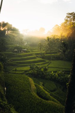 Ubud, Bali, Endonezya 'daki Tegallalang Rice tarlalarının sabah manzarası. Yüksek kalite fotoğraf