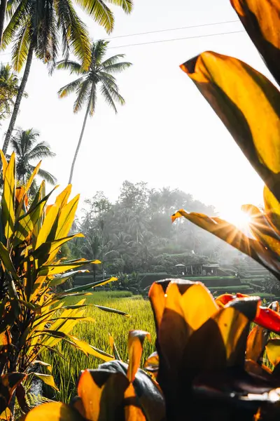 stock image Morning view of Tegallalang Rice fields terraces in Ubud, Bali, Indonesia . High quality photo