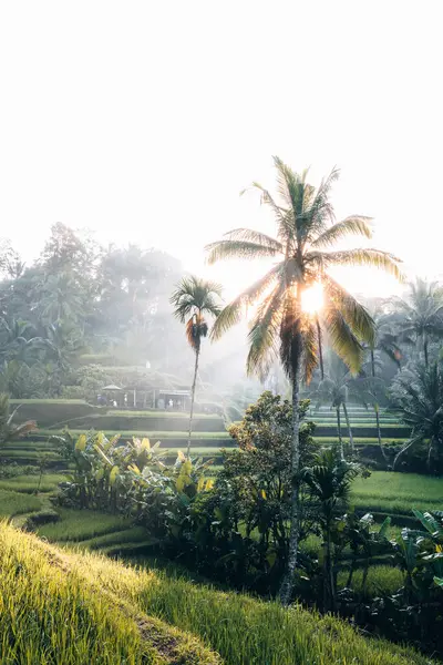 Ubud, Bali, Endonezya 'daki Tegallalang Rice tarlalarının sabah manzarası. Yüksek kalite fotoğraf