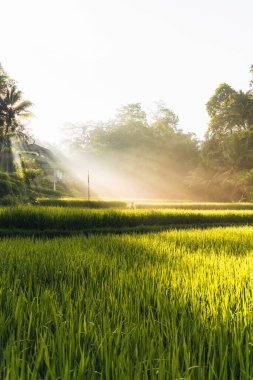 Ubud, Bali, Endonezya 'daki Tegallalang Rice tarlalarının sabah manzarası. Yüksek kalite fotoğraf