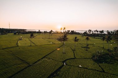 Kupang, Doğu Nusa Tenggara, Endonezya 'daki pirinç tarlalarının hava görüntüsü. Yüksek kalite fotoğraf