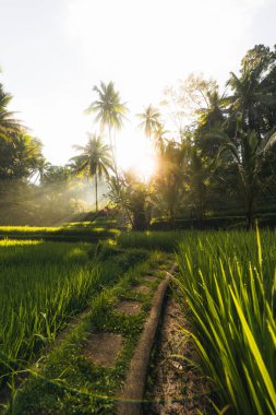 Ubud, Bali, Endonezya 'daki Tegallalang Rice tarlalarının sabah manzarası. Yüksek kalite fotoğraf