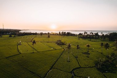 Kupang, Doğu Nusa Tenggara, Endonezya 'daki pirinç tarlalarının hava görüntüsü. Yüksek kalite fotoğraf