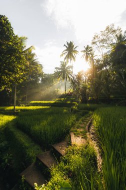 Ubud, Bali, Endonezya 'daki Tegallalang Rice tarlalarının sabah manzarası. Yüksek kalite fotoğraf