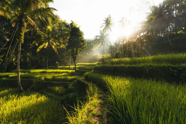 Ubud, Bali, Endonezya 'daki Tegallalang Rice tarlalarının sabah manzarası. Yüksek kalite fotoğraf