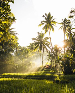 Ubud, Bali, Endonezya 'daki Tegallalang Rice tarlalarının sabah manzarası. Yüksek kalite fotoğraf