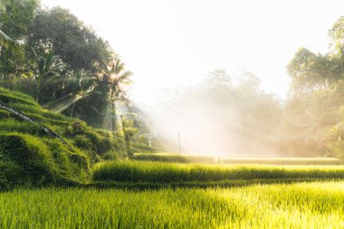 Ubud, Bali, Endonezya 'daki Tegallalang Rice tarlalarının sabah manzarası. Yüksek kalite fotoğraf