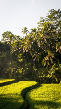 Ubud, Bali, Endonezya 'daki Tegallalang Rice tarlalarının sabah manzarası. Yüksek kalite fotoğraf