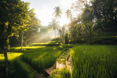 Ubud, Bali, Endonezya 'daki Tegallalang Rice tarlalarının sabah manzarası. Yüksek kalite fotoğraf